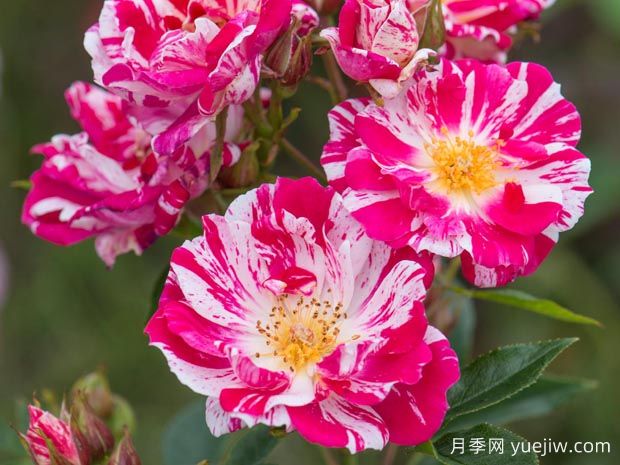 推荐16种双色条纹月季品种，感受色彩与线条的碰撞(图6)