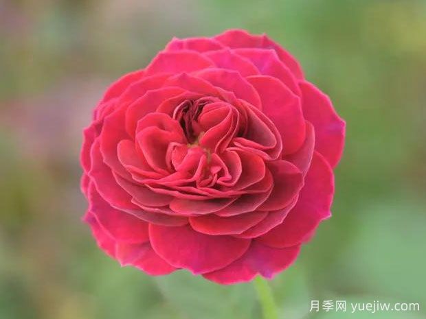 打开月季(图1)