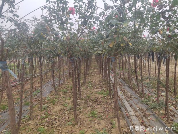 月季清园使用石硫合剂的正确稀释方法(图1)