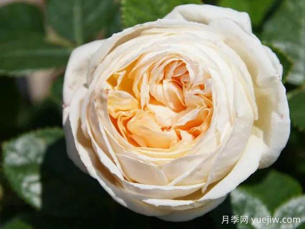 马德琳法耶特月季(图1) 马德琳法耶特月季(图1)