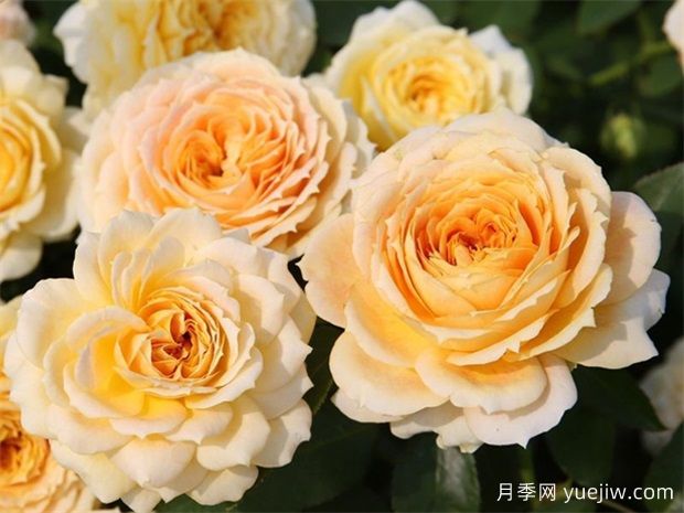 冬季月季花卉施肥全攻略,春天开爆盆(图1) 冬季月季花卉施肥全攻略,春天开爆盆(图1)