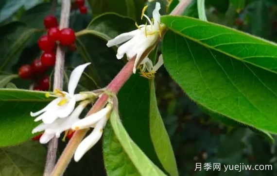 金银木和金银花有什么区别，金银木有哪些主要价值？(图1)