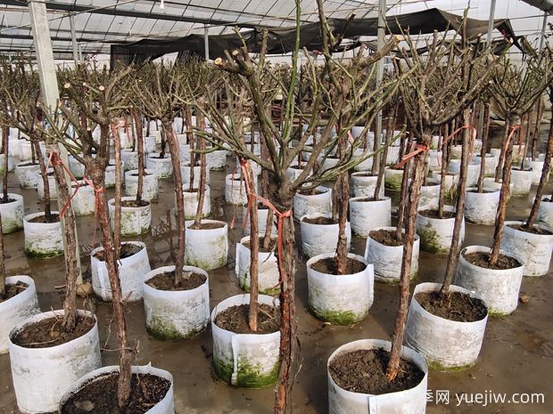 冬天盆景落叶的养护管理措施(图1) 冬天盆景落叶的养护管理措施(图1)