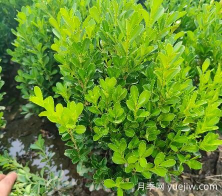 豆瓣黄杨怎么养？(图1)