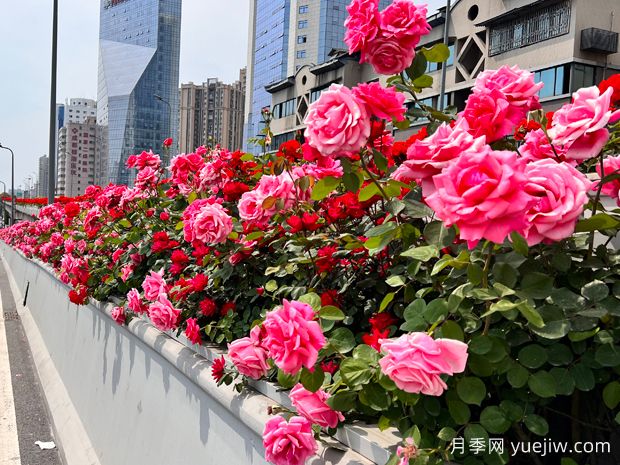 成都月季应用和月季景观(图1)