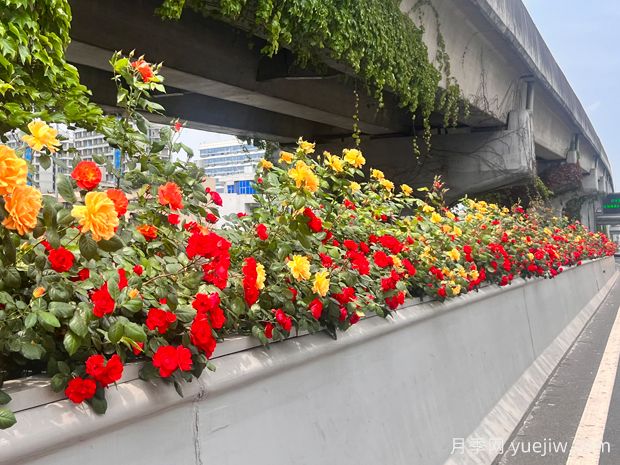 成都月季应用和月季景观(图2)