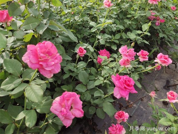 景德镇月季应用和月季景观(图1)