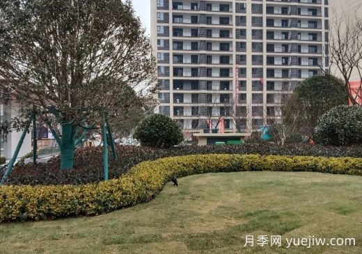 景观绿化龟背式种植施工工艺(图1)