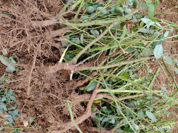 月季花苗什么时候批发购买合适?(图1) 月季花苗什么时候批发购买合适?(图1)