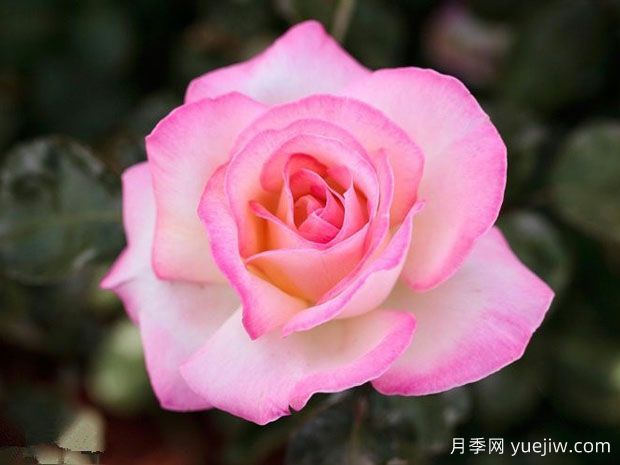 世界最好看的十大月季花品种,有龙沙宝石、彩云、果汁阳台(图3) 世界最好看的十大月季花品种,有龙沙宝石、彩云、果汁阳台(图3)