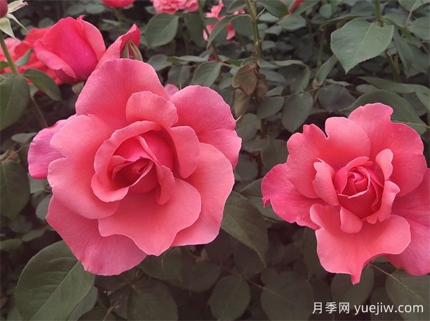 古老珍贵的10种国产月季,抗病好养比欧月实在(图1) 古老珍贵的10种国产月季,抗病好养比欧月实在(图1)