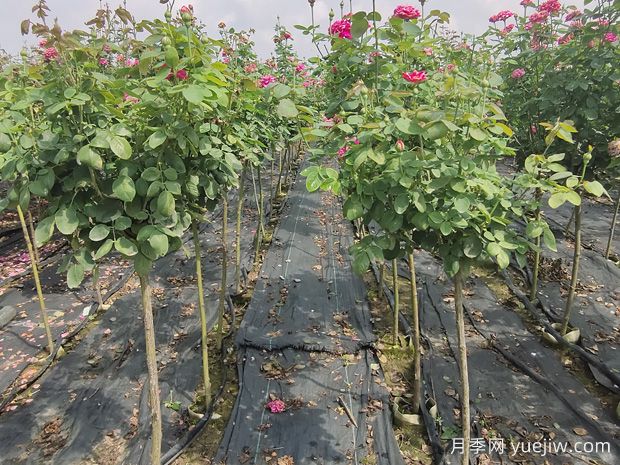 大花月季种植之嫁接苗培育(图1) 大花月季种植之嫁接苗培育(图1)