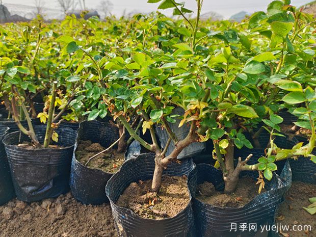 如何养好一棵月季小苗?按照这6点做(图1) 如何养好一棵月季小苗?按照这6点做(图1)