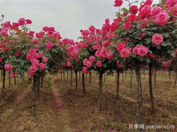 双色月季树价格多少钱一棵?南阳哪里有卖的?(图2) 双色月季树价格多少钱一棵?南阳哪里有卖的?(图2)