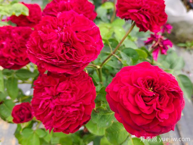 月季是喜阳还是喜阴？(图1)