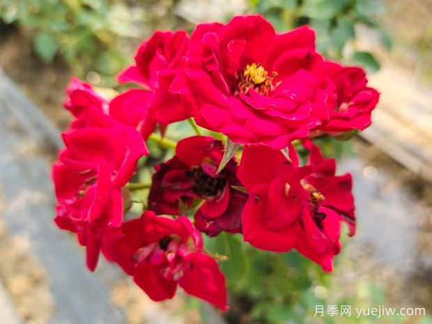 推荐15款抗病性优秀的月季品种(图1) 推荐15款抗病性优秀的月季品种(图1)