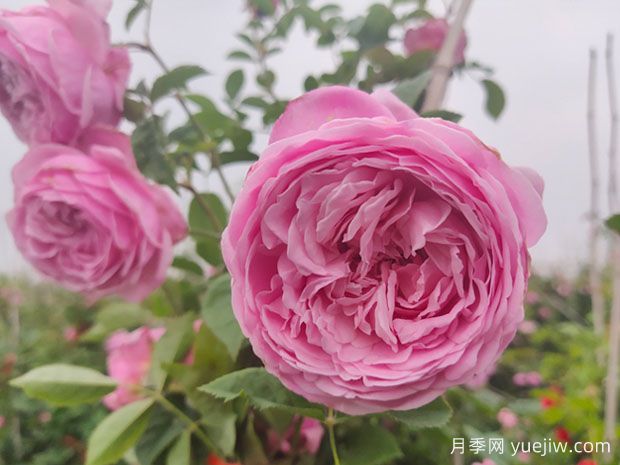 推荐15款抗病性优秀的月季品种(图2) 推荐15款抗病性优秀的月季品种(图2)