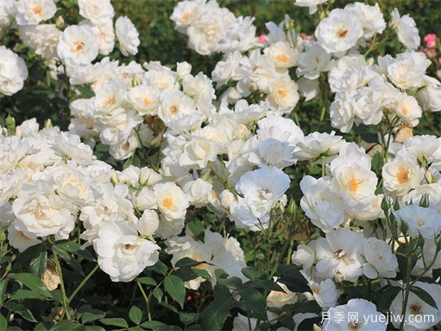 推荐15款抗病性优秀的月季品种(图5) 推荐15款抗病性优秀的月季品种(图5)
