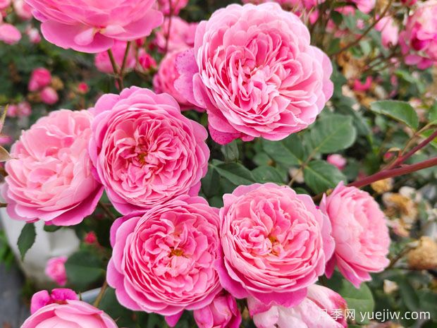 抗病性强勤花的月季经典品种 (图2) 抗病性强勤花的月季经典品种 (图2)