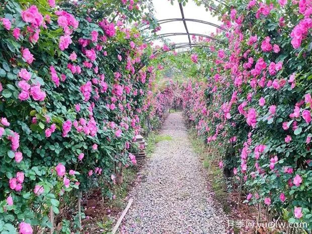 眉山月季应用和月季景观(图3)
