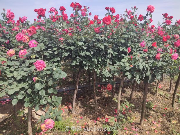 树状月季的品种与分类(图3) 树状月季的品种与分类(图3)