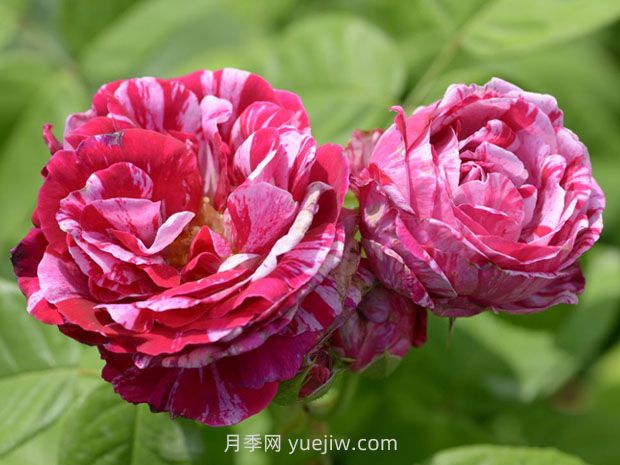 费迪南皮查德月季/费迪南德(图1)