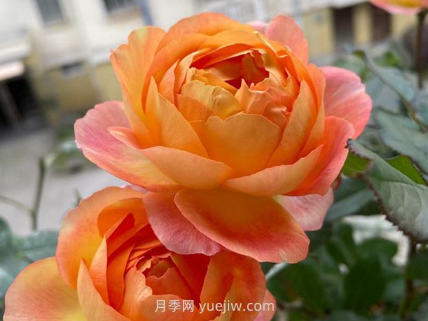 星橙美人月季(图1) 星橙美人月季(图2)