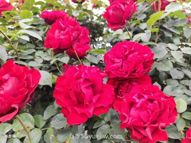 夏季养护不注意当心苗木成片死亡(图1) 夏季养护不注意当心苗木成片死亡(图1)