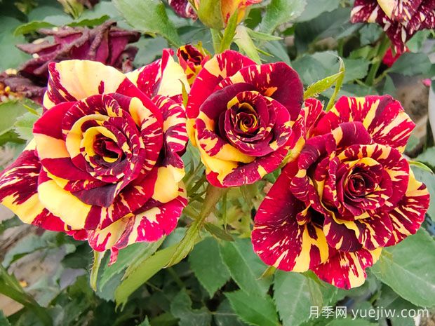 养花新手必知,30个植物的养护办法分享(图1) 养花新手必知,30个植物的养护办法分享(图1)