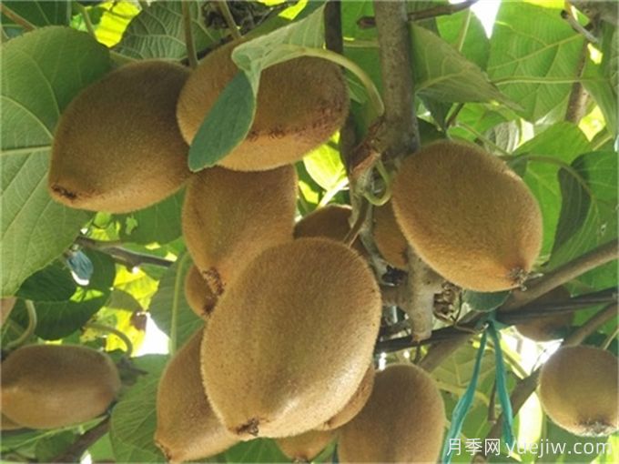 诗经里那些美了千年的植物，你都见过吗？(图3)