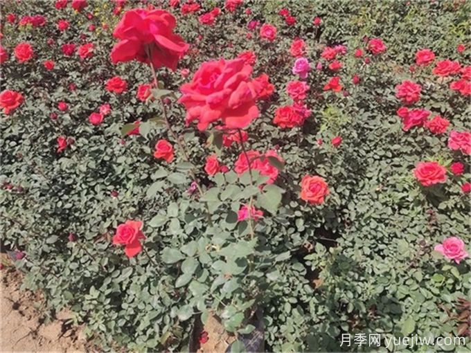 ​盆栽月季全年施肥月历表(图2)