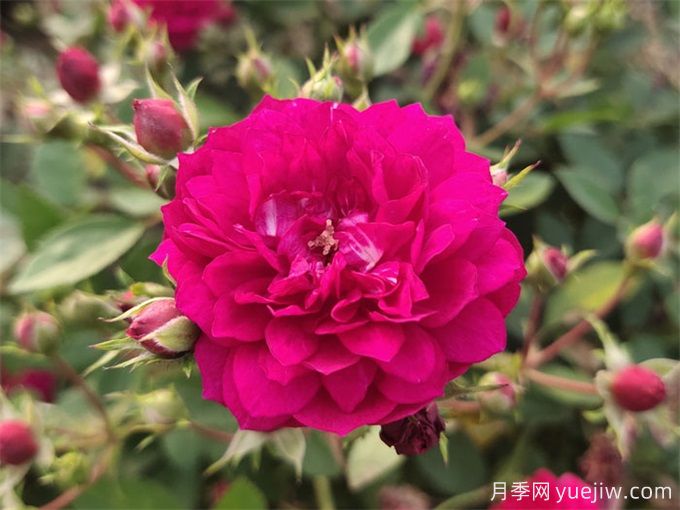 十大香水月季排行旁,红双喜排第一,你种了几个?(图2) 十大香水月季排行旁,红双喜排第一,你种了几个?(图2)