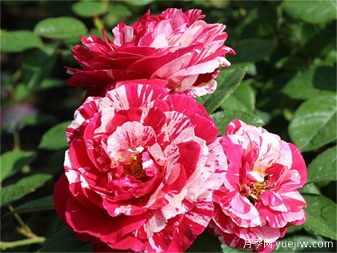 十大香水月季排行旁,红双喜排第一,你种了几个?(图3) 十大香水月季排行旁,红双喜排第一,你种了几个?(图3)