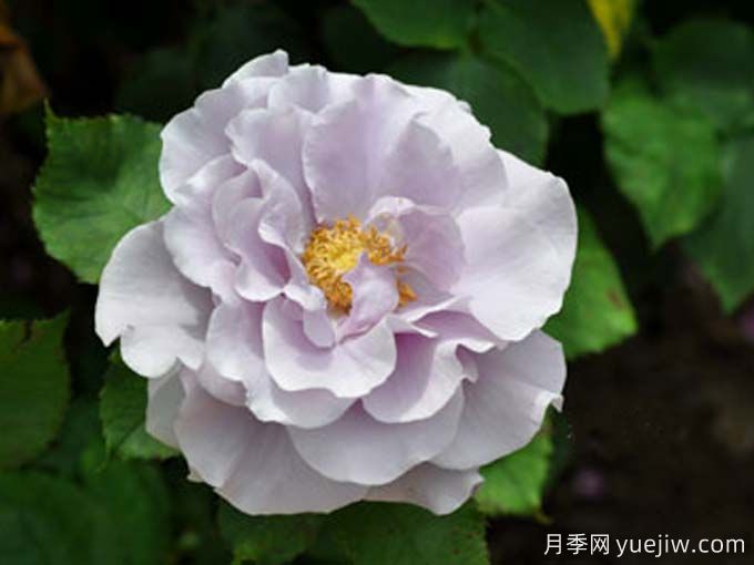 渡良濑月季(图2) 渡良濑月季(图2)