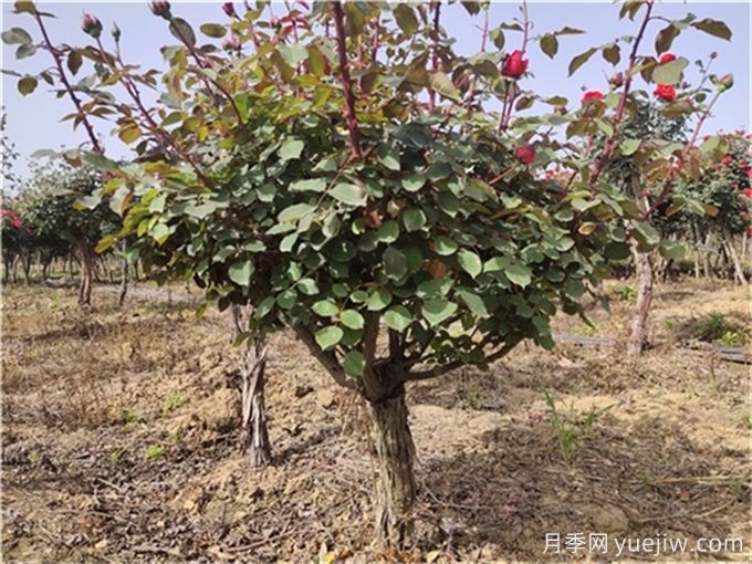 园林花木如何做好重施秋肥?(图2) 园林花木如何做好重施秋肥?(图2)