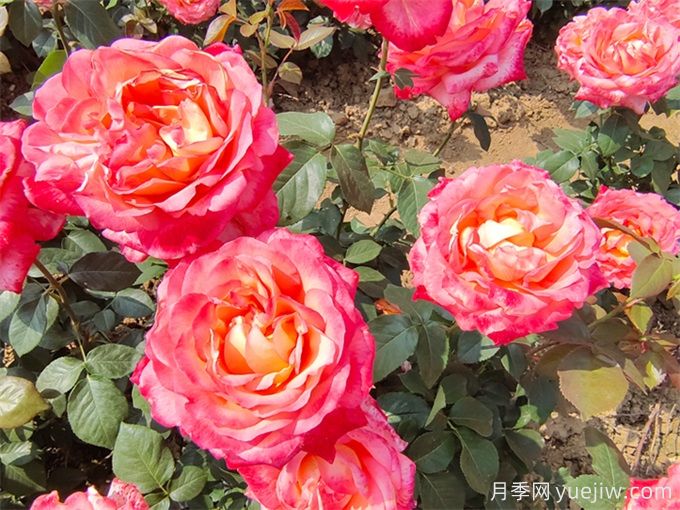 大花月季的种植方法和注意环节(图2) 大花月季的种植方法和注意环节(图2)