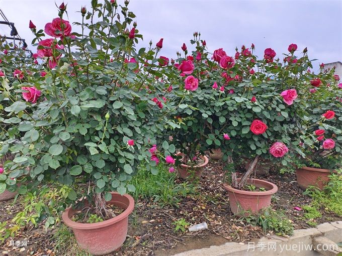 盆景花卉的晚秋管理七法(图1) 盆景花卉的晚秋管理七法(图1)