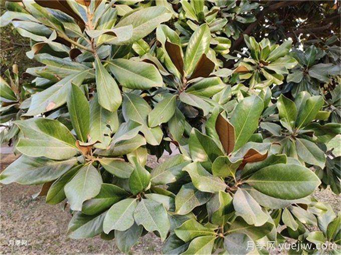 广玉兰简介,广玉兰应用和养护(图2) 广玉兰简介,广玉兰应用和养护(图2)