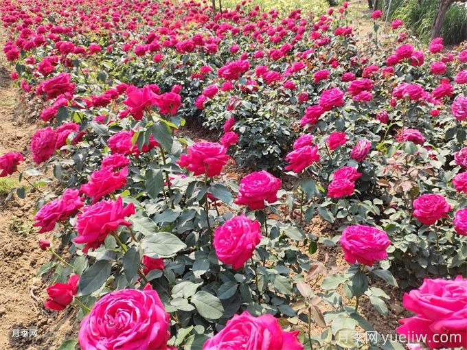 月季到底适合盆栽还是地栽?地栽月季优缺点(图1) 月季到底适合盆栽还是地栽?地栽月季优缺点(图1)