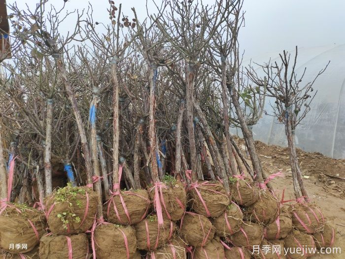 月季在冬季休眠后还需要浇水吗?(图1) 月季在冬季休眠后还需要浇水吗?(图1)