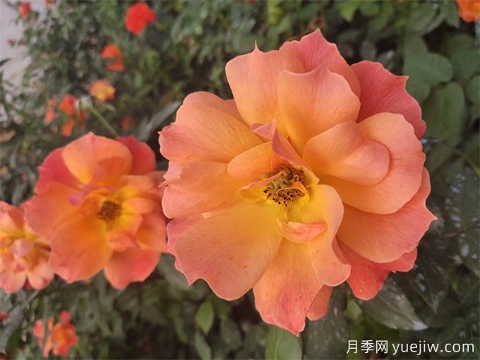 杭州高架月季品种那么多,手把手教你如何“验货”正品(图2) 杭州高架月季品种那么多,手把手教你如何验正品(图2)