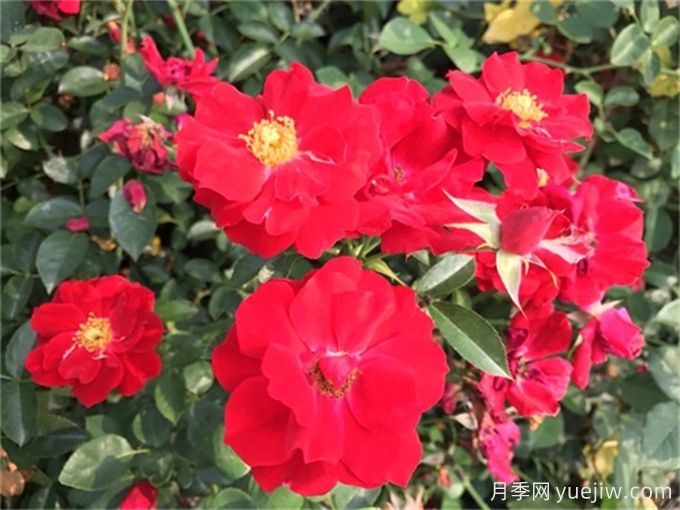 杭州高架月季品种那么多,手把手教你如何“验货”正品(图12) 杭州高架月季品种那么多,手把手教你如何验正品(图13)