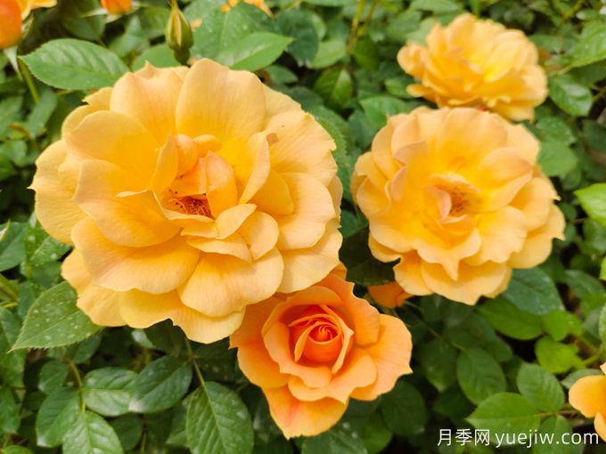 杭州高架月季品种那么多,手把手教你如何“验货”正品(图3) 杭州高架月季品种那么多,手把手教你如何验正品(图3)