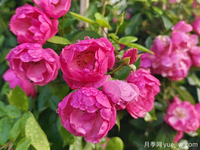 杭州高架月季品种那么多,手把手教你如何“验货”正品(图4) 杭州高架月季品种那么多,手把手教你如何验正品(图4)