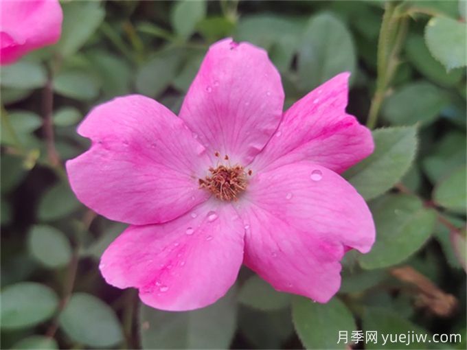 杭州高架月季品种那么多,手把手教你如何“验货”正品(图5) 杭州高架月季品种那么多,手把手教你如何验正品(图5)