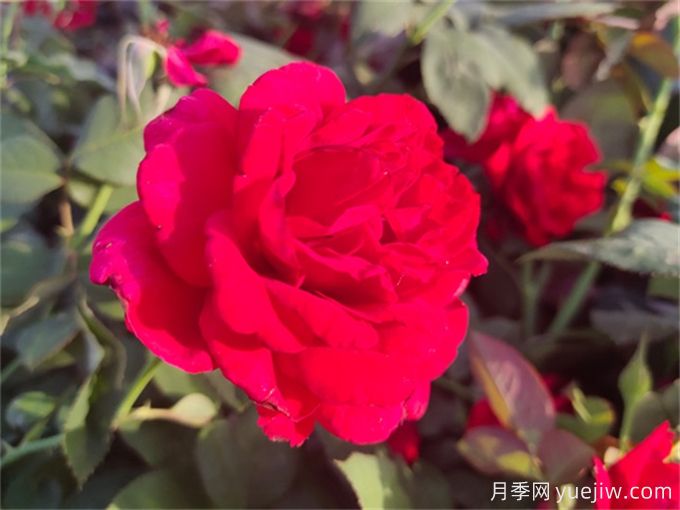 杭州高架月季品种那么多,手把手教你如何“验货”正品(图6) 杭州高架月季品种那么多,手把手教你如何验正品(图6)