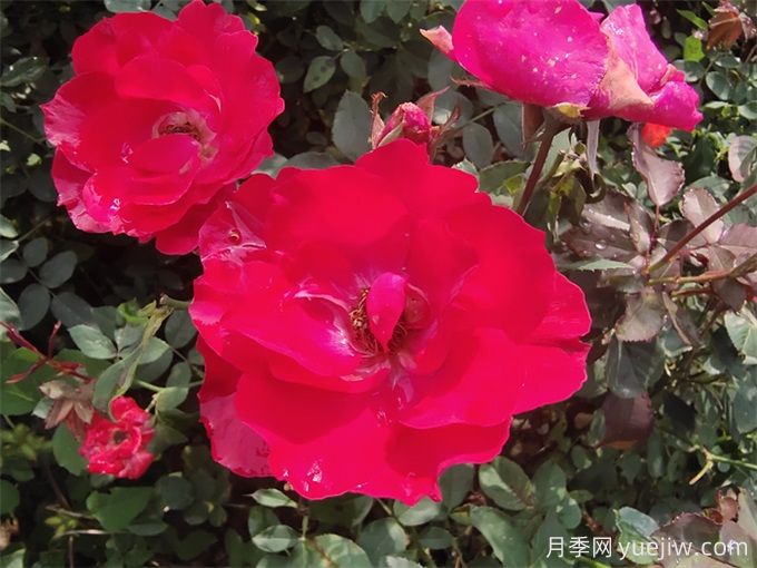 杭州高架月季品种那么多,手把手教你如何“验货”正品(图7) 杭州高架月季品种那么多,手把手教你如何验正品(图7)