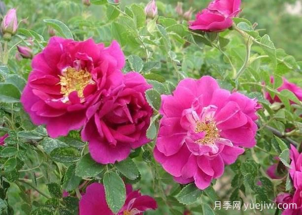 苦水玫瑰，盛开在西北大地的玫瑰(图1)