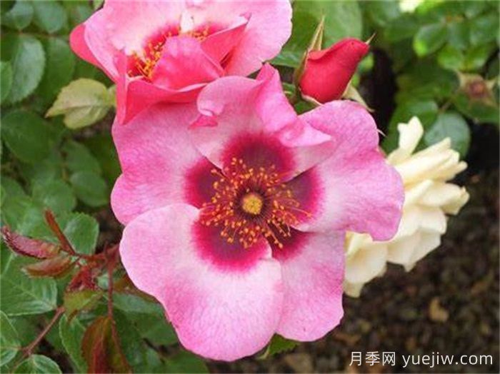 明亮纽扣眼睛月季(图1) 明亮纽扣眼睛月季(图1)