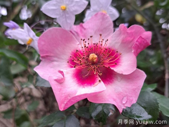 明亮纽扣眼睛月季(图2) 明亮纽扣眼睛月季(图2)